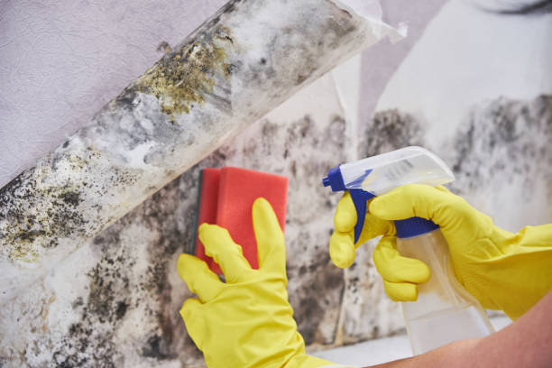 Reliable Cleora, OK Mold Removal Solutions